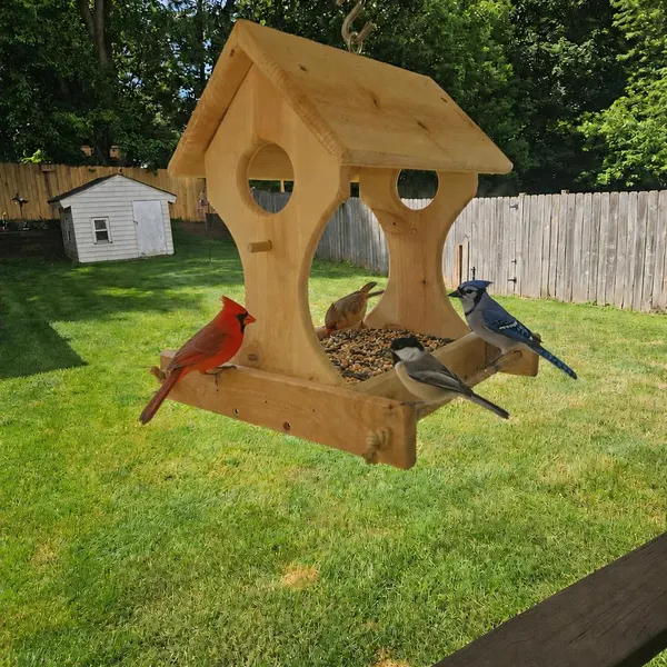 Wooden house-style bird feeder with a cardinal, blue jay, and chickadee feeding