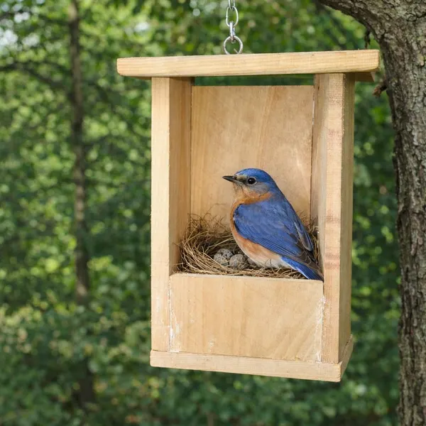 Hanging wooden bluebird nesting box with a bluebird sitting on its nest