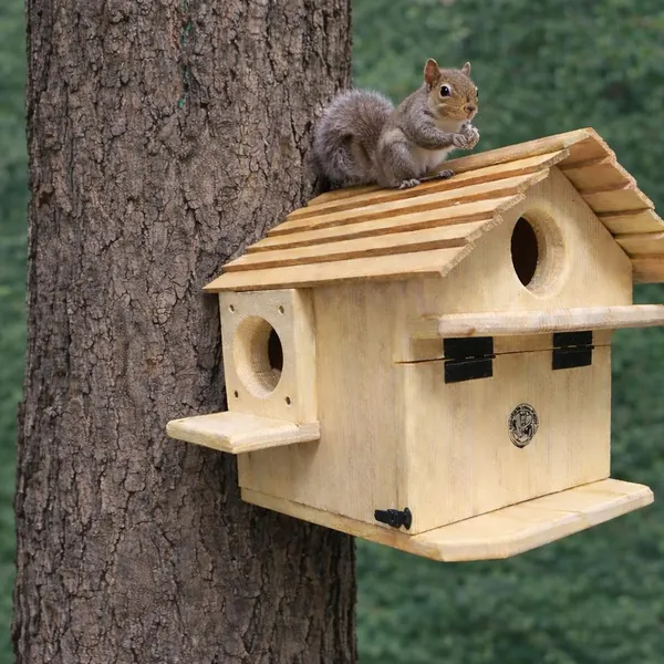 Classic wooden squirrel house mounted with a squirrel sitting on the roof